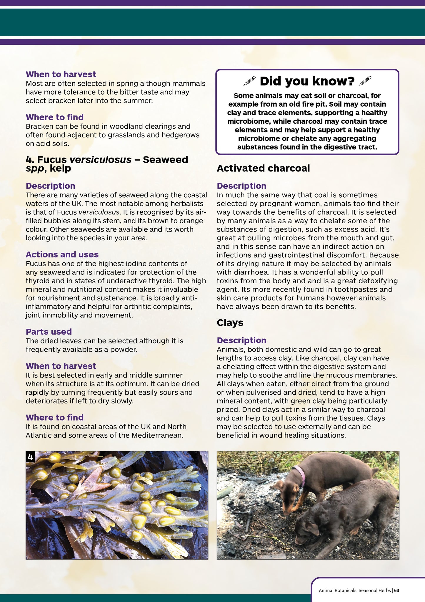 Animal Botanicals: A field guide for common plants and hedgerow herbs found throughout the UK. PURCHASE VIA AMAZON ON THE BELOW LINK