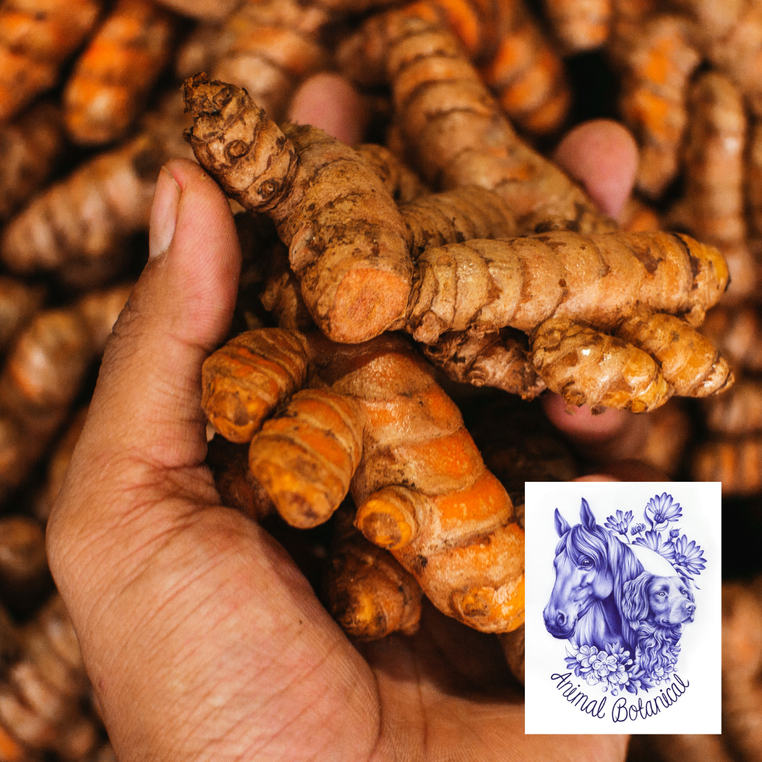 Turmeric