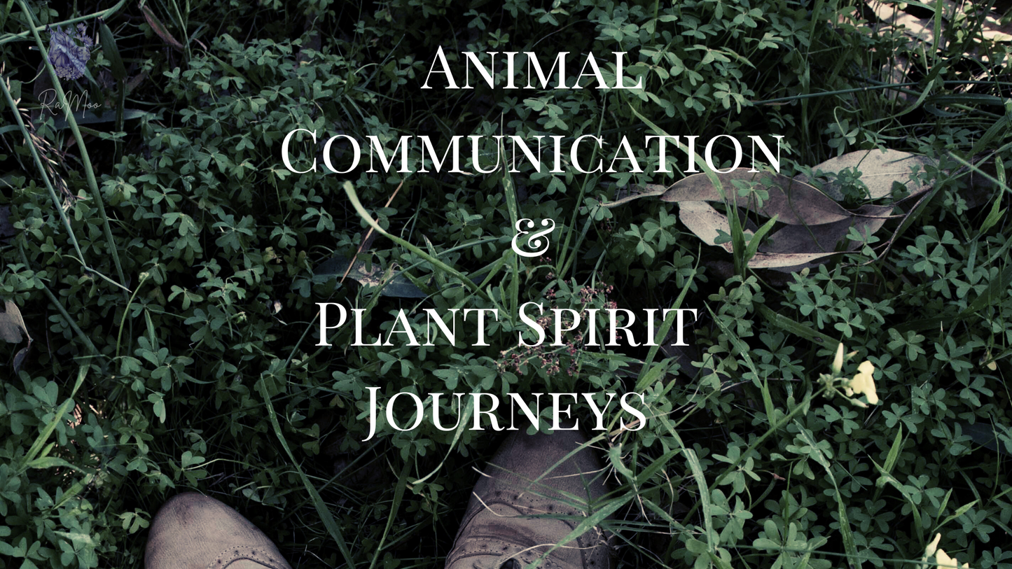 Animal Communication & Plant Spirit Journeys