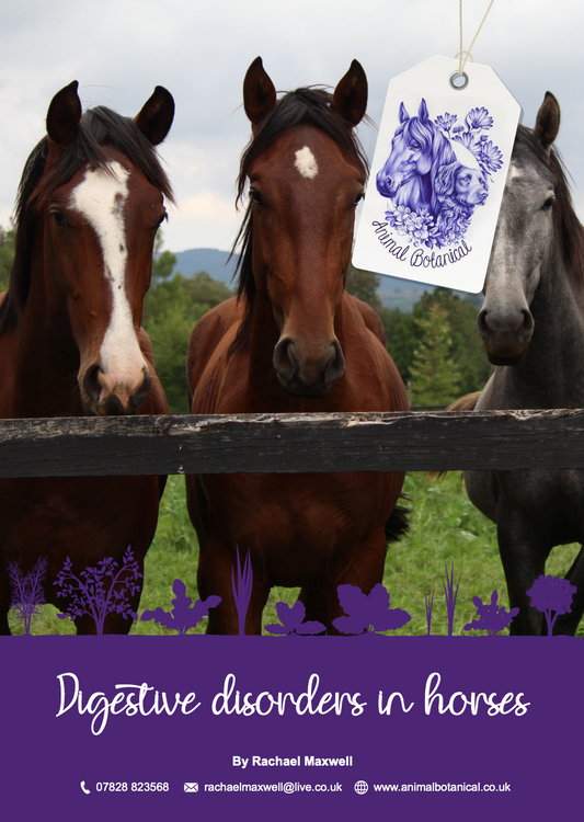 Digestive Disorders in Horses