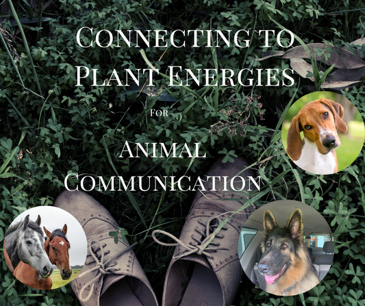 PLANT ENERGIES FOR ANIMAL COMMUNICATION KIT