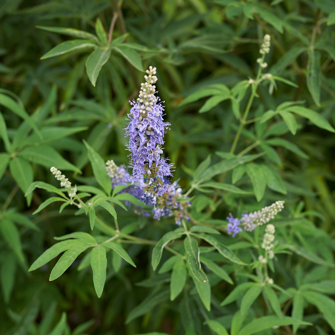 Vitex Agnus Castus Essential Oil