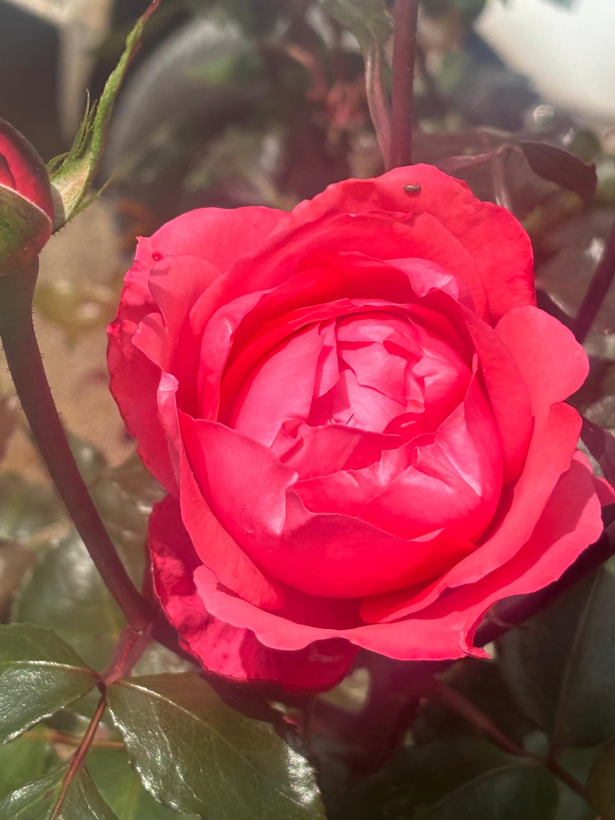 Energetic Shamanic Healing